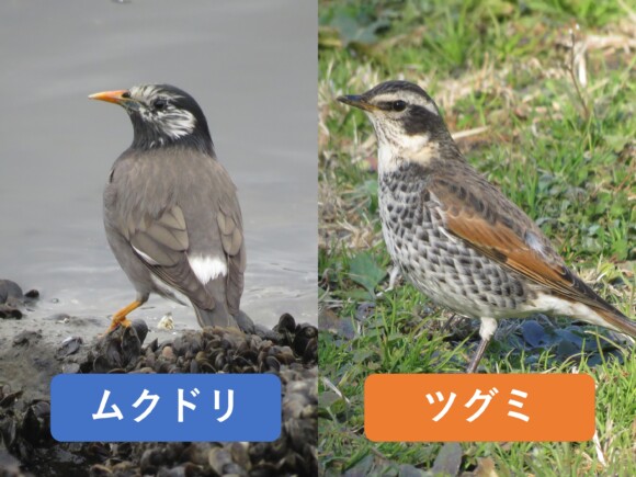 ムクドリとツグミの違いと見分け方 野鳥情報 Com