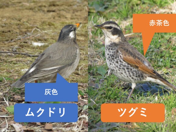 ムクドリの灰褐色の翼と、ツグミの赤茶色が目立つ翼の比較