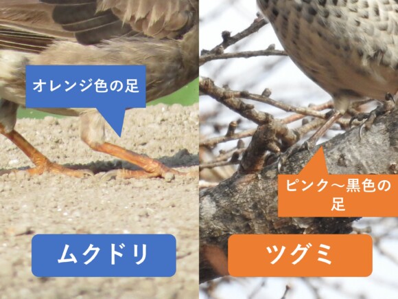 ムクドリのオレンジ色の足と、ツグミの淡い肉色から褐色系の足を比較