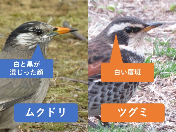 ムクドリの白黒が混じる頬と、ツグミの目の上に伸びる白い眉斑の違い
