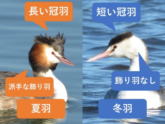 カンムリカイツブリの顔を比較。夏羽は黒い冠羽と赤茶色の飾り羽が長く、冬羽は白い頬と短い冠羽が見える