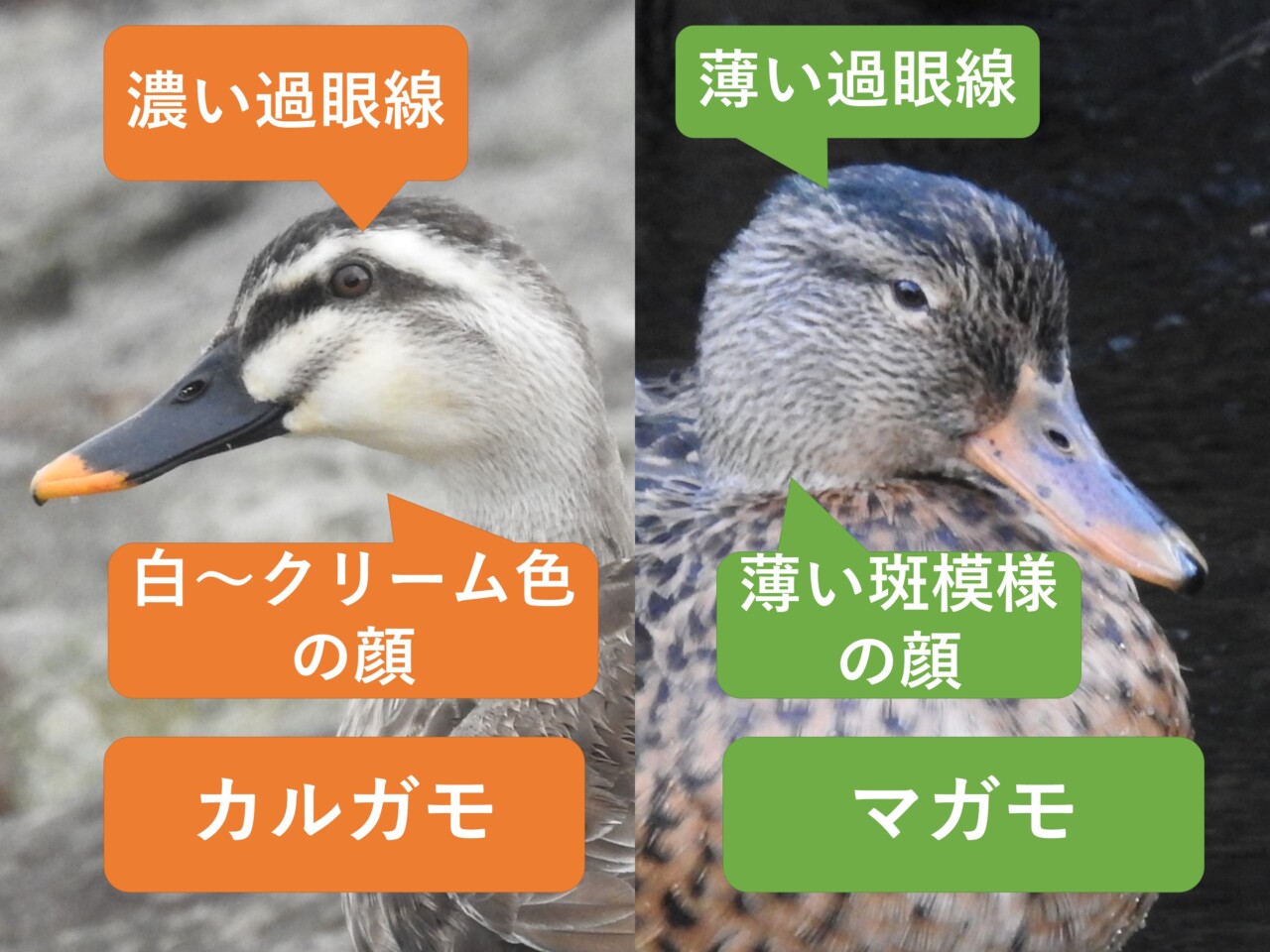 カルガモとマガモのメスの違いと見分け方 | 野鳥情報.com