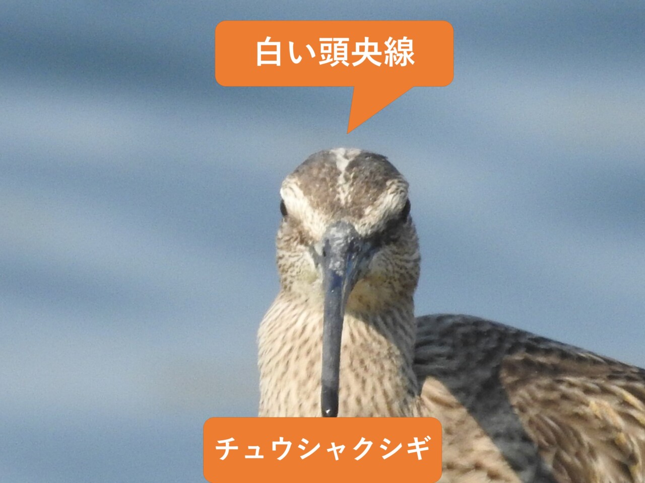 ダイシャクシギとチュウシャクシギの頭頂を比較し、チュウシャクシギの頭央線を示した画像
