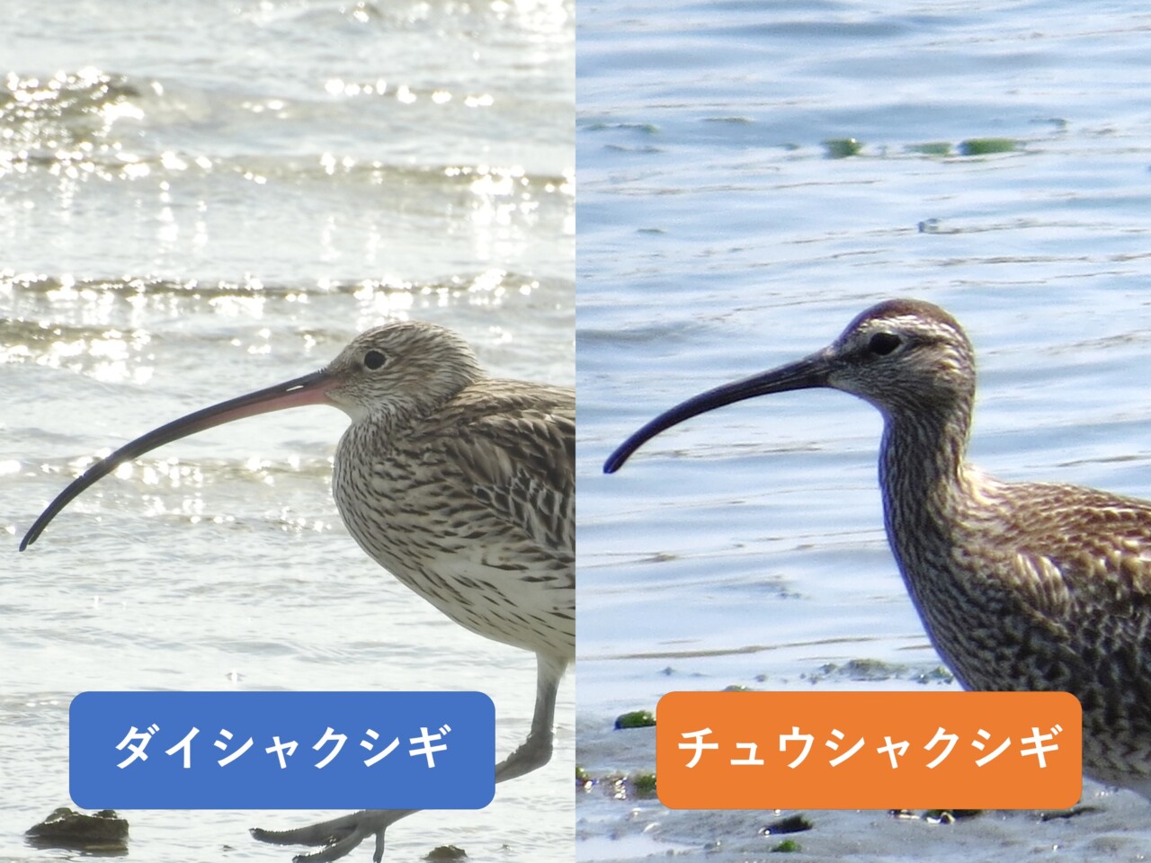 ダイシャクシギとチュウシャクシギのくちばしの長さを比較した元記事の画像