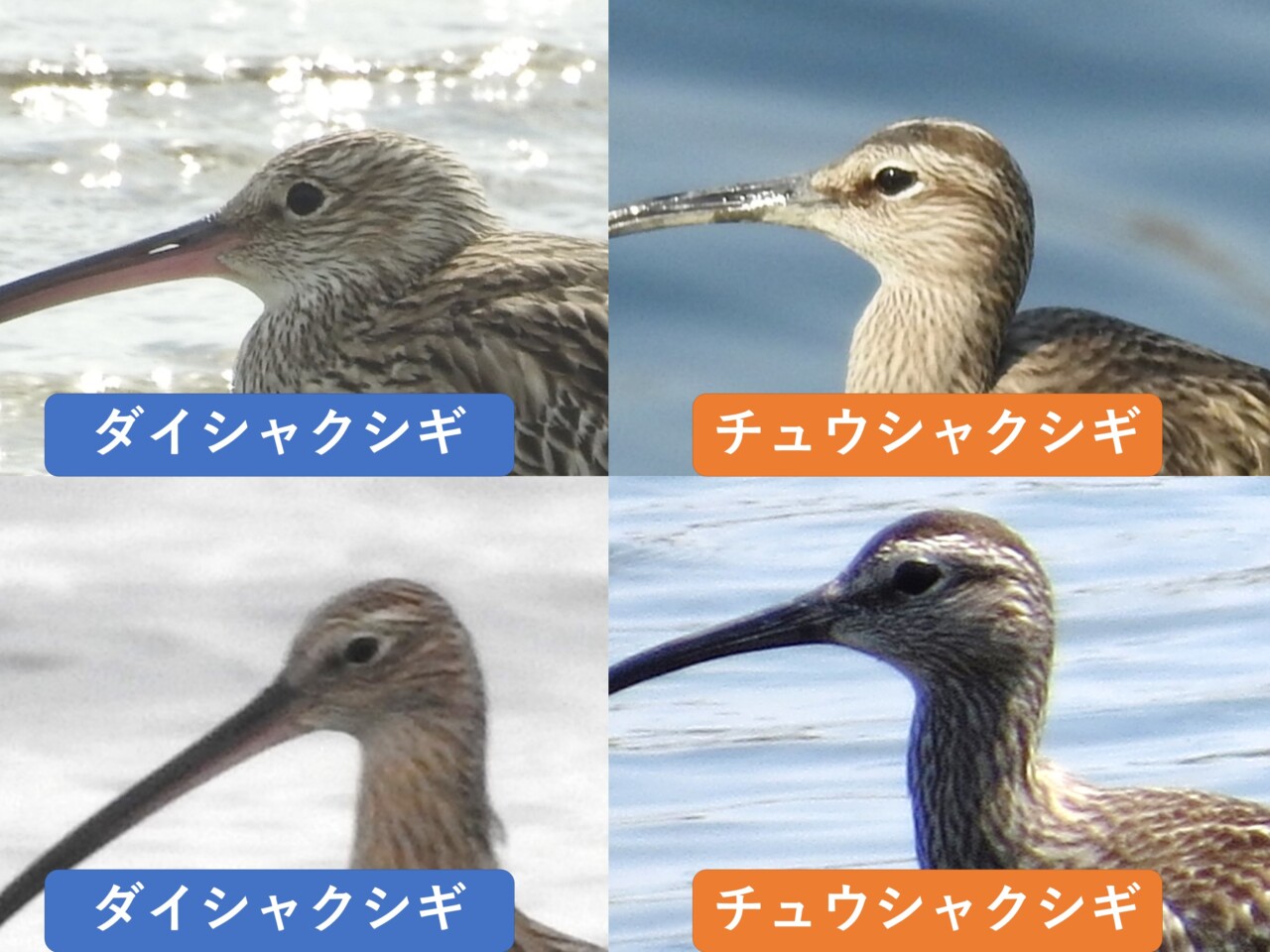 ダイシャクシギとチュウシャクシギの顔の比較画像。眉斑とその上の濃い帯を確認