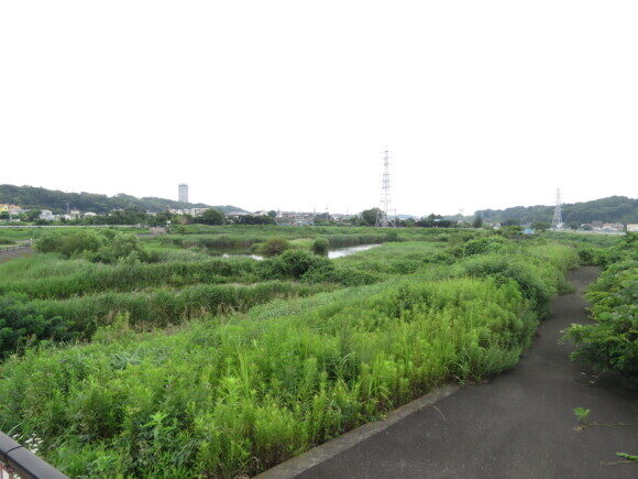 横浜の野鳥　境川遊水地公園