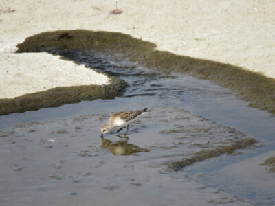 二ヶ領宿河原堰の野鳥 トウネン