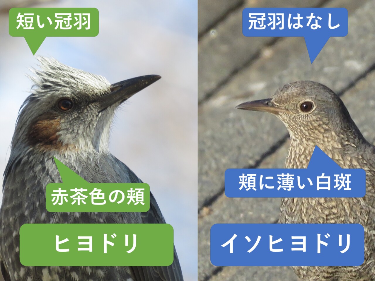 顔の比較図。ヒヨドリは赤茶色の頬と逆立つ頭の羽、イソヒヨドリのメスは顔の細かな淡色の模様が見える