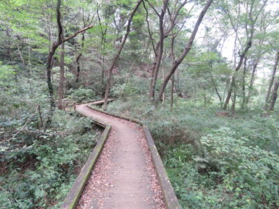 生田緑地の野鳥　ハンノキ林
