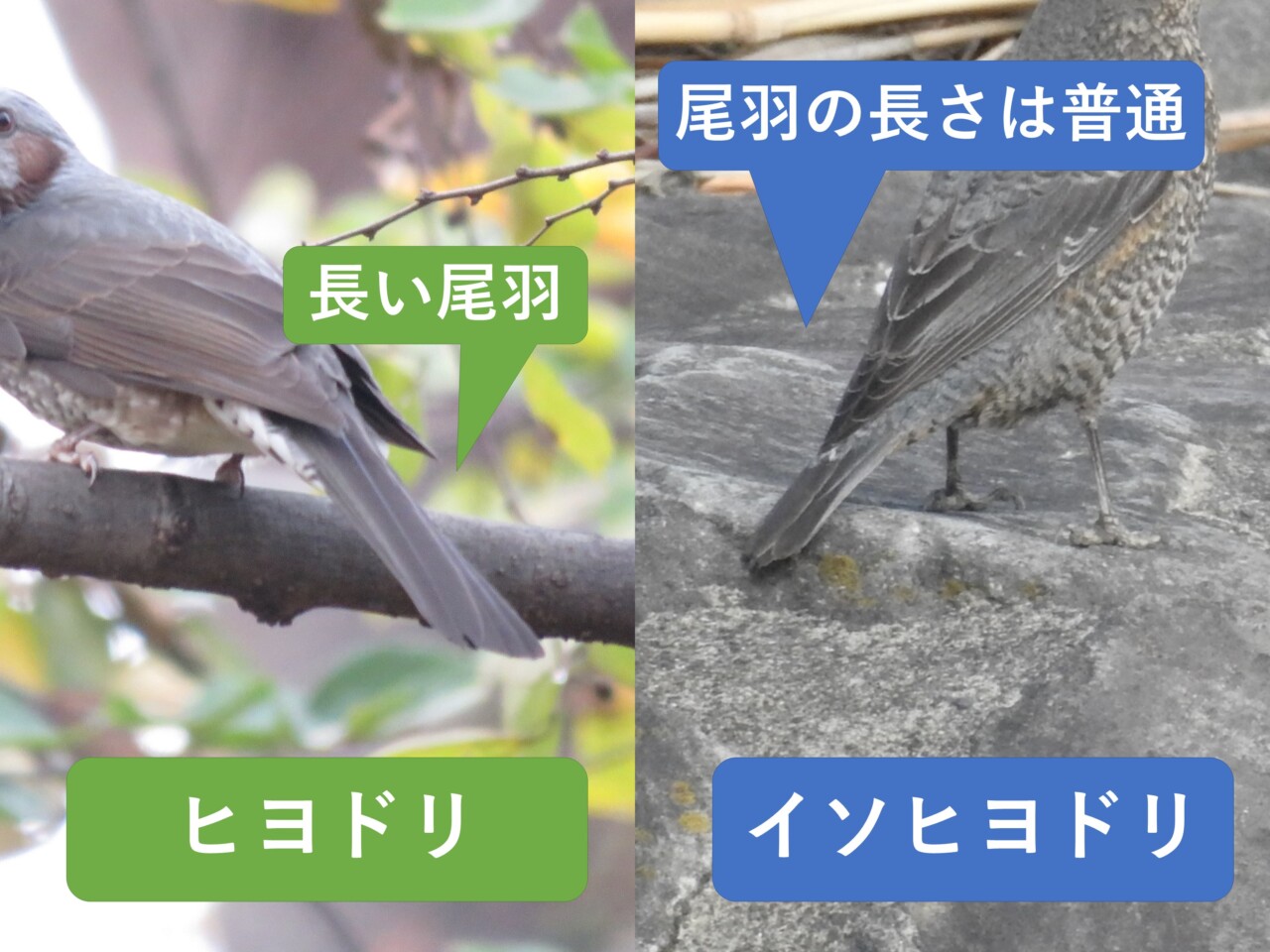 尾羽の比較図。左のヒヨドリは長い尾が目立ち、右のイソヒヨドリのメスは尾が相対的に短く見える