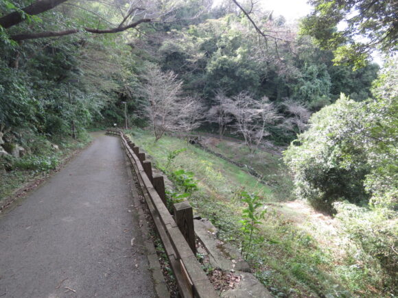 衣笠山公園で見られる野鳥と観察ポイント