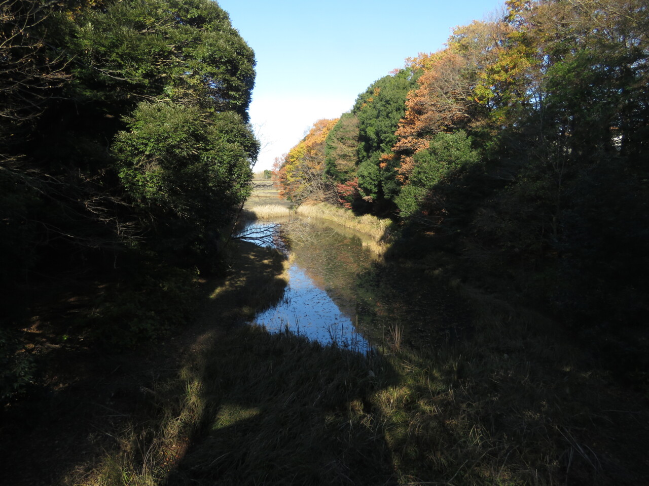 小室公園・神崎川で見られる野鳥と観察ポイント