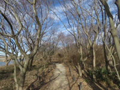 イカルの生息地　相模三川公園