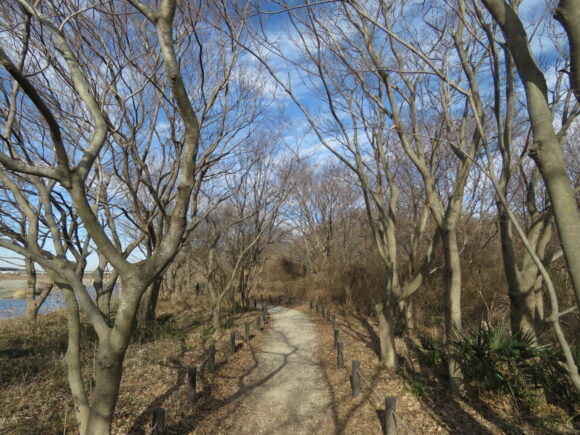 ジョウビタキの生息地　相模三川公園