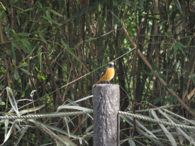 相模三川公園の野鳥　ジョウビタキ