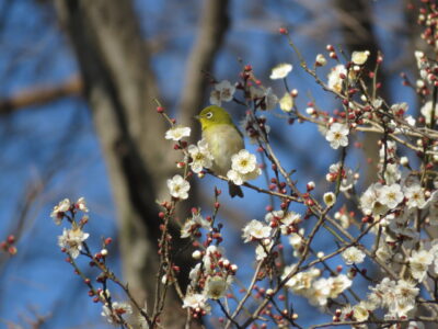 昭和記念公園の野鳥　メジロ