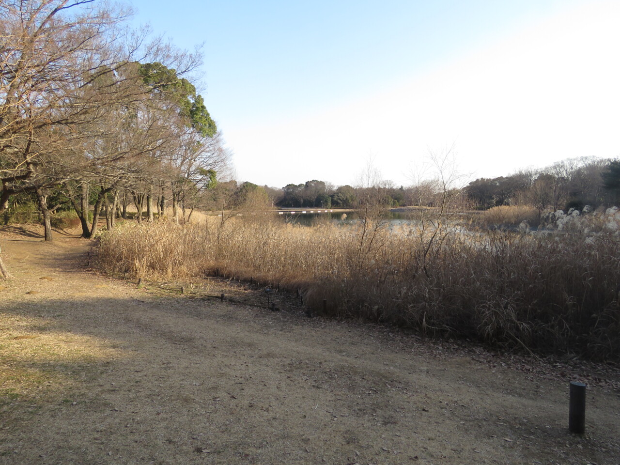 昭和記念公園で見られる野鳥と観察ポイント