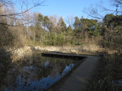 昭和記念公園の野鳥　トンボの湿地