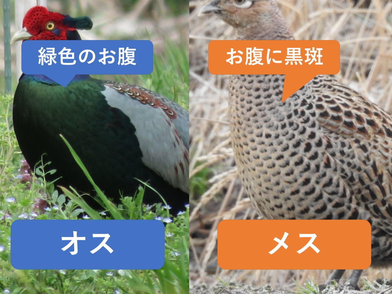 キジの胸とお腹の比較写真。左のオスは緑色に光り、右のメスは淡い褐色に暗い斑模様がある