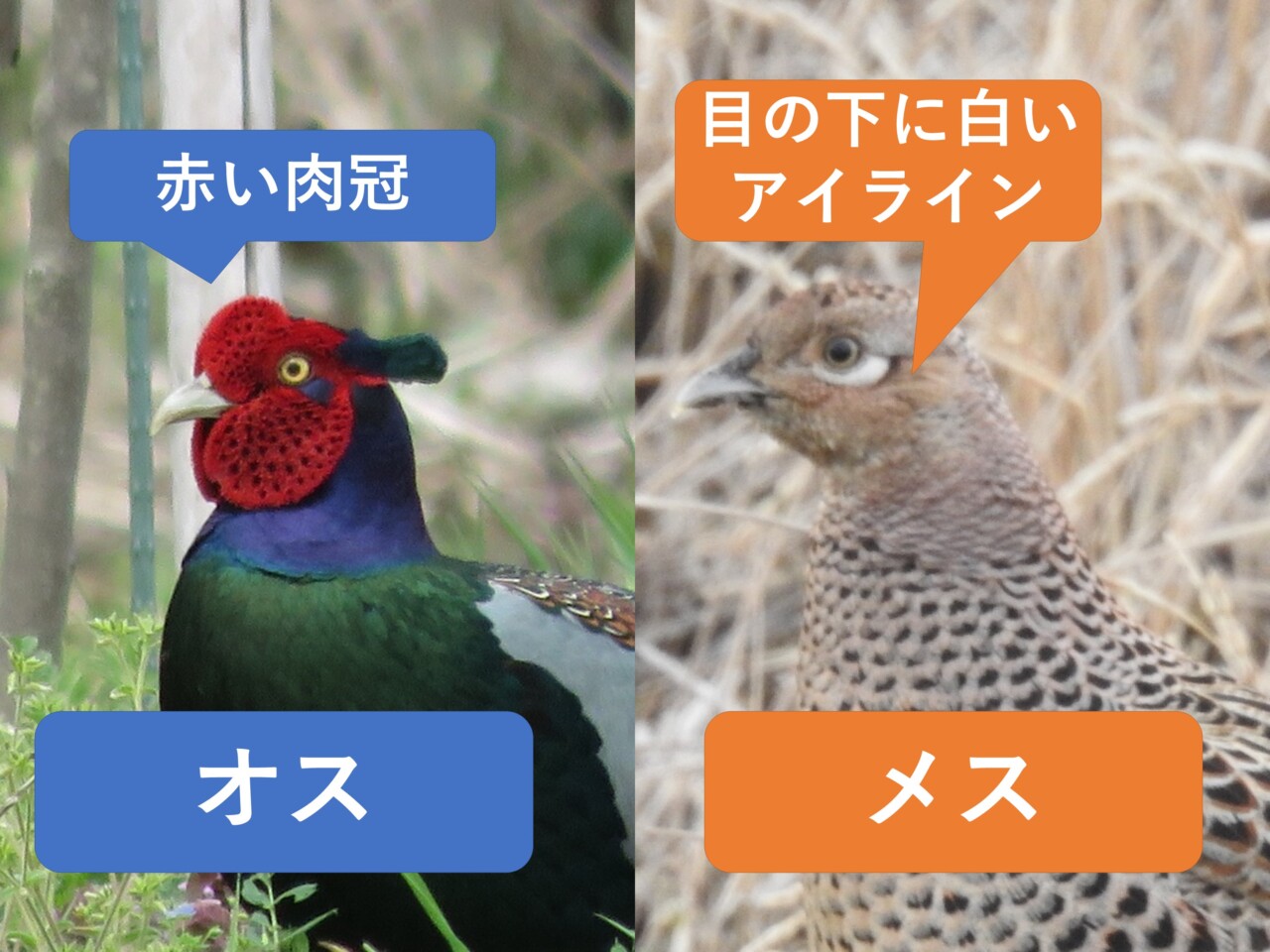 キジのオスとメスの違い | 野鳥情報.com