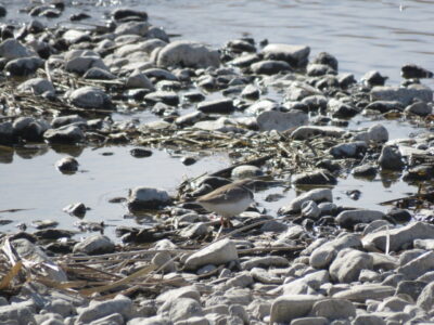 川越水上公園の野鳥　イカルチドリ