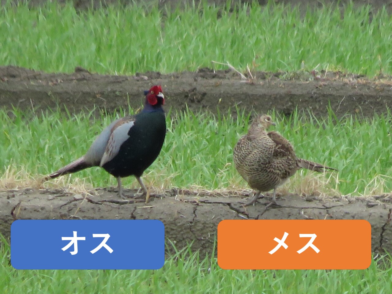 キジのオスとメスの違い | 野鳥情報.com
