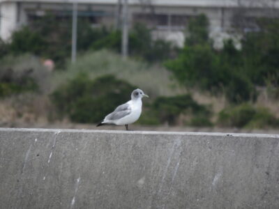 銚子漁港の野鳥　ミツユビカモメ