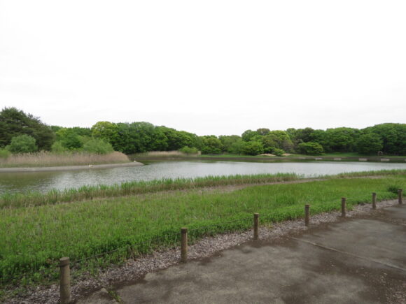 昭和記念公園の野鳥　オオルリ　キビタキ　ムシクイ