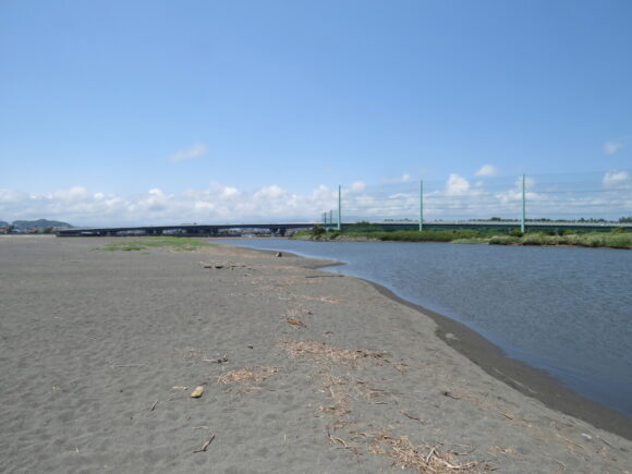 相模川河口で見られる野鳥と観察ポイント