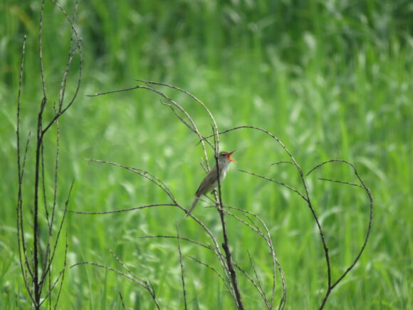 牛久沼の野鳥　オオヨシキリ