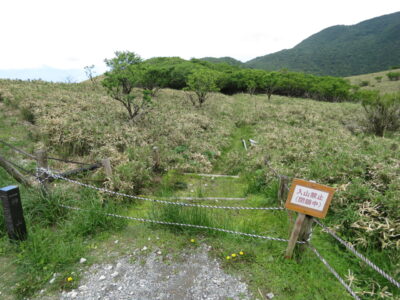 箱根駒ヶ岳山頂の野鳥　コマドリ