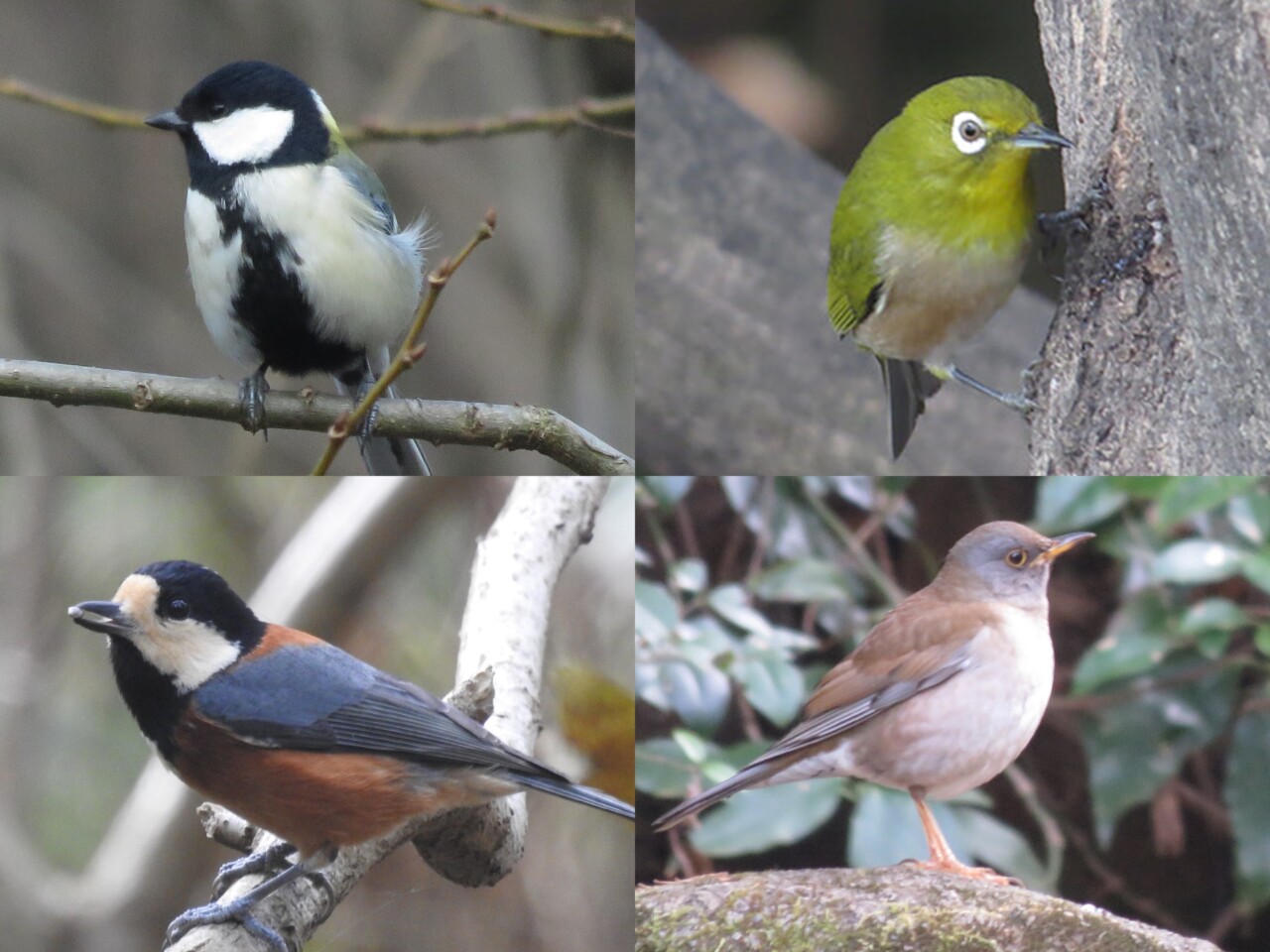 庭に来る野鳥の名前は？庭にやって来る野鳥たち | 野鳥情報.com