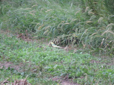 稲敷の野鳥　インコ