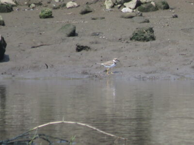 相模川河口の野鳥　コチドリ
