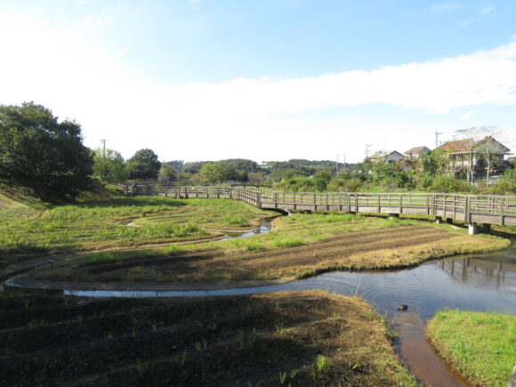 神奈川県　カワセミ　生息地　蟹ヶ谷公園