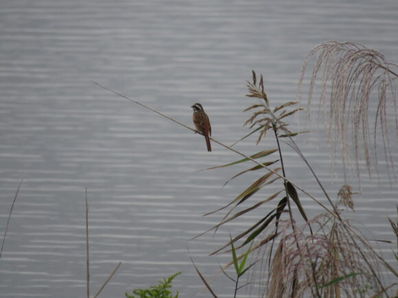 芝川第一両説池の野鳥　ホオジロ