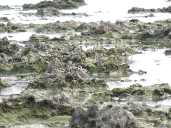 米須海岸の野鳥　メダイチドリ　ムナグロ