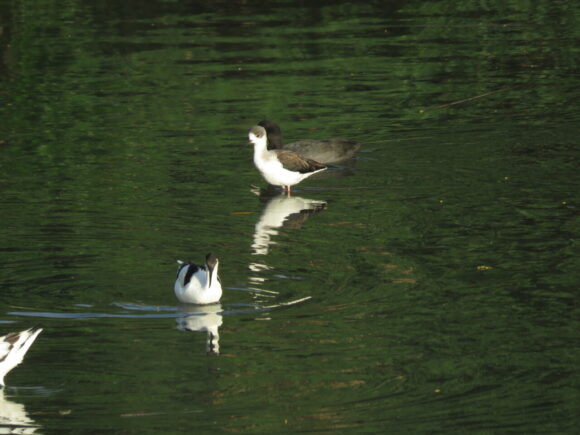 三角池の野鳥　ソリハシセイタカシギとセイタカシギ