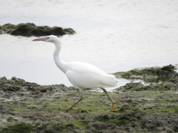 米須海岸の野鳥　クロサギ　白色型