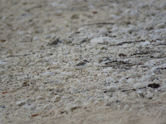 米須海岸の野鳥　シロチドリ