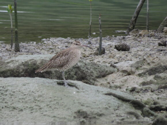 豊崎干潟の野鳥　チュウシャクシギ