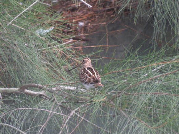三角池の野鳥　タシギ