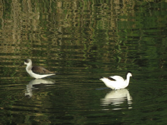 ソリハシセイタカシギとセイタカシギ　三角池の野鳥