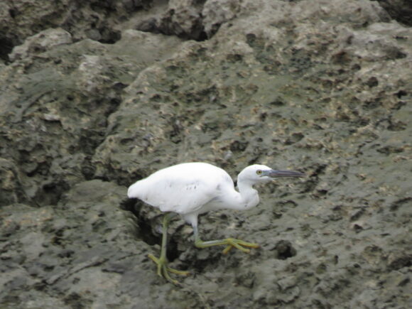 豊崎海浜公園の野鳥　クロサギ　白色型