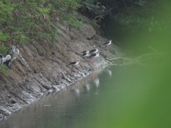 三角池裏水路の野鳥　セイタカシギ