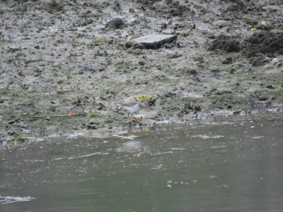 瀬長水路の野鳥　アカアシシギ