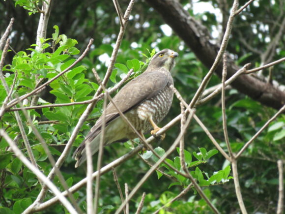 サシバ　浦添大公園の野鳥