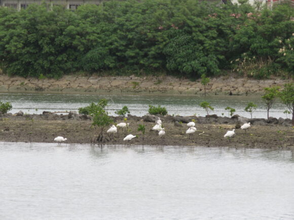 豊崎干潟の野鳥　クロツラヘラサギの群れ