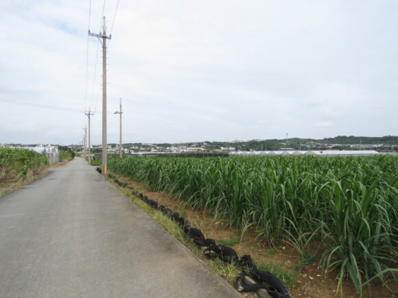 米須海岸　サトウキビ畑