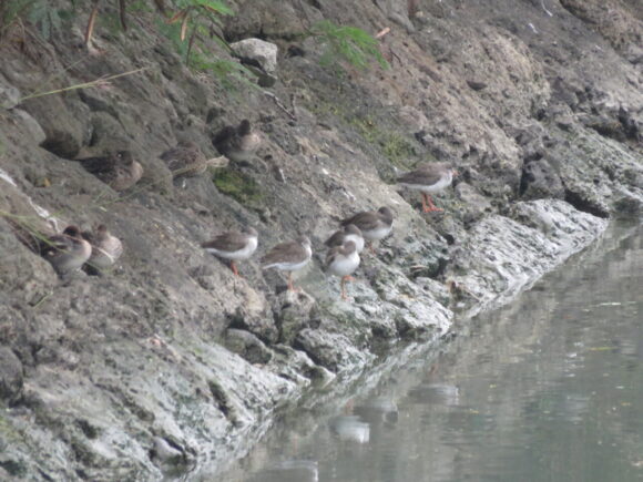 三角池の裏手水路の野鳥　アカアシシギ　コガモ